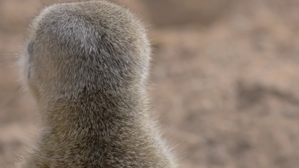 Suricate Is on His Guard alt