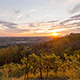 Vineyard Sunset - VideoHive Item for Sale