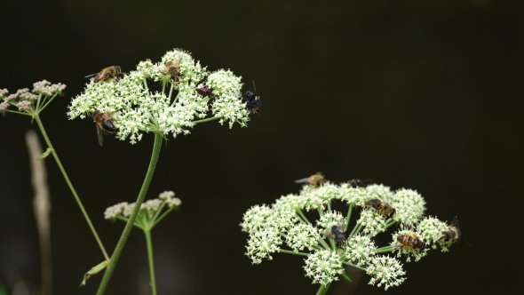 Many Insects on White Plant in the Wild