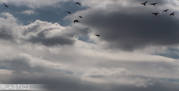 Quick Flock Of Birds HD alt