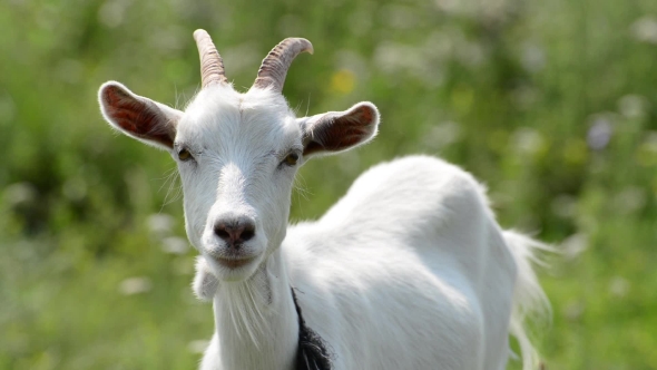 Portrait of Young White Goat