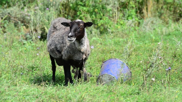 Black Sheep Often Breathe From Heat in Summer