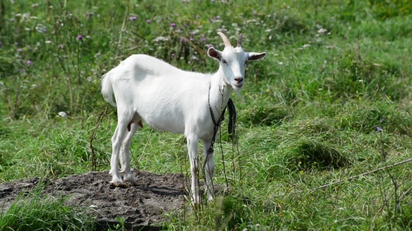 White Goat Is Tethered By a Rope on Background of Green Grass
