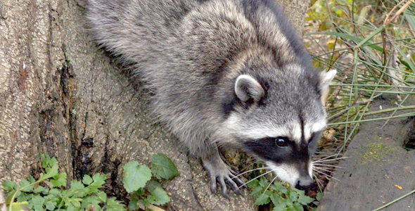 Raccoon In Wild Forest 01 alt