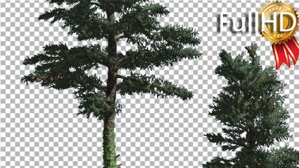 Two White Firs Top and Trunk Coniferous Evergreen alt