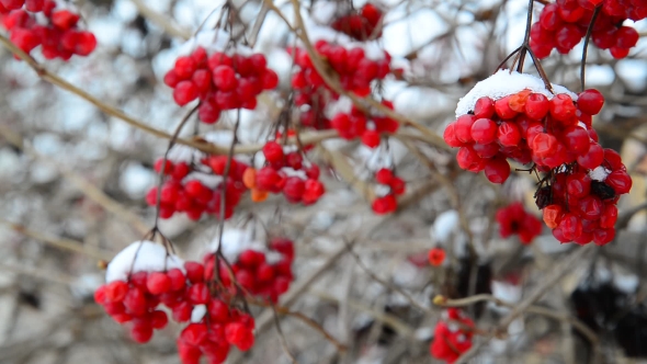Many Viburnum Berries in Snow