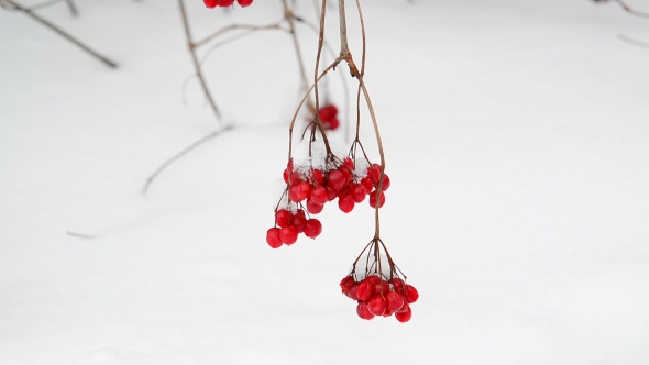Viburnum Berries on Branch on the Snow Background