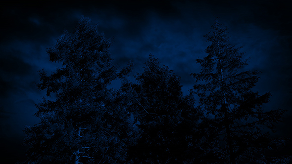 Large Trees Swaying On Stormy Night, Stock Footage | VideoHive