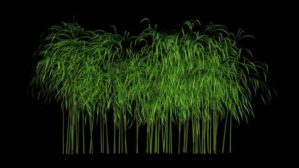 3D Bamboo Tree Growing Animation B