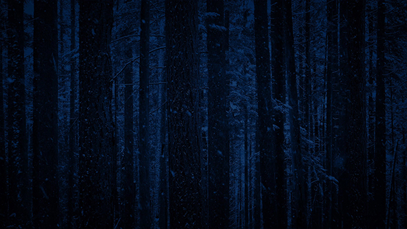 Snowfall In Forest At Night - Looped alt