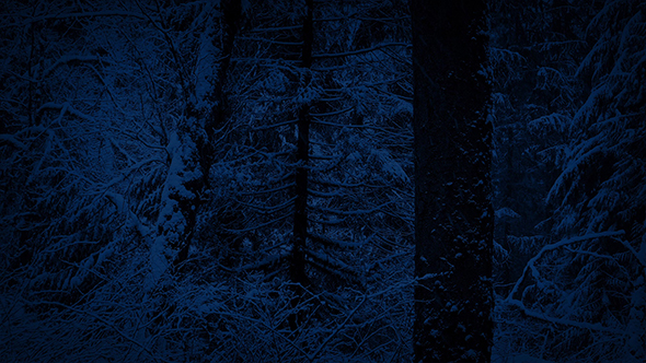 Winter Forest With Snow Falling At Night By Rockfordmedia Videohive