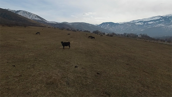 Cows and Horses on a Mountain Pasture.