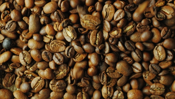 Robusta Grains Fall Down on the Grain Arabica Coffee. Mixing Different Varieties for Better Taste alt