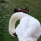 Preening Swans 7 - VideoHive Item for Sale