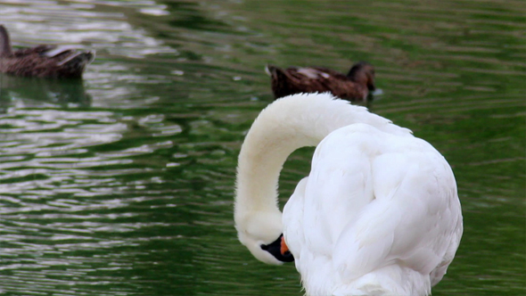 Preening Swans 7