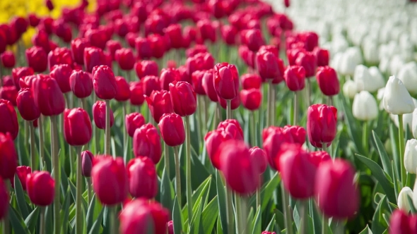 White And Red Tulips On The Flowerbed alt