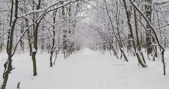 Winter Forest in Snow