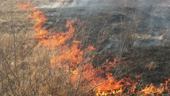 Fire in the Field, Burning Dry Grass alt
