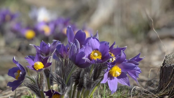 Spring Snowdrops Grow in the Forest alt