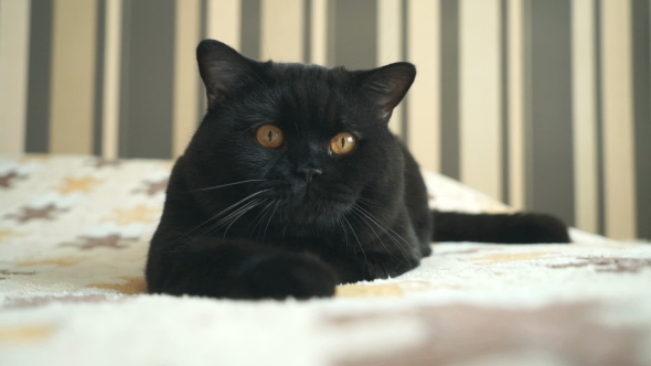 British Cat Sitting and Posing for the Shooting