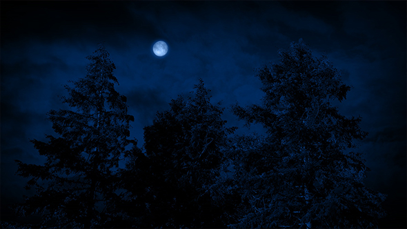 Moon And Trees On Windy Night, Stock Footage | VideoHive