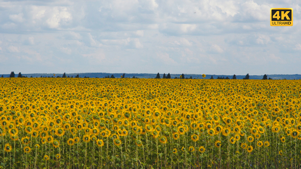 Sunflowers Field 1