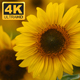 Yellow Sunflowers 2 - VideoHive Item for Sale