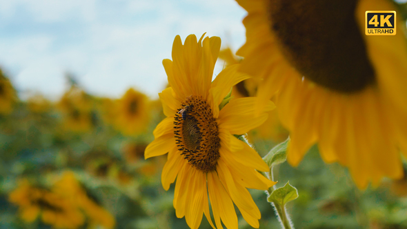 Yellow Sunflowers and Bee