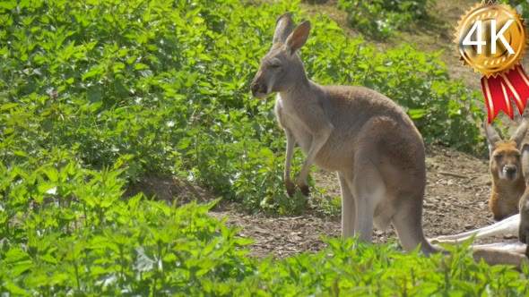 Kangaroos Are Resting Among Fresh Grass Feeding
