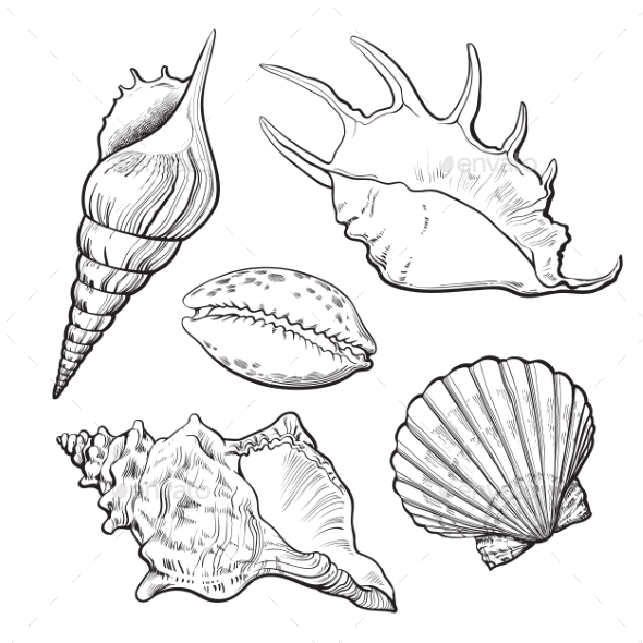 Set of Various Mollusk Sea Shells - Organic Objects Objects