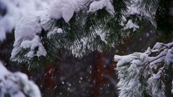 Snow Falling in Winter Pine Forest with Snowy Christmas Trees., Stock ...