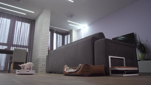 Chihuahua Pet Riding Robot Vacuum Cleaner at Home alt