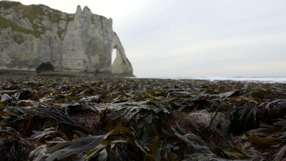 Naked Seaweed at Low Tide on the Background of Rocks
