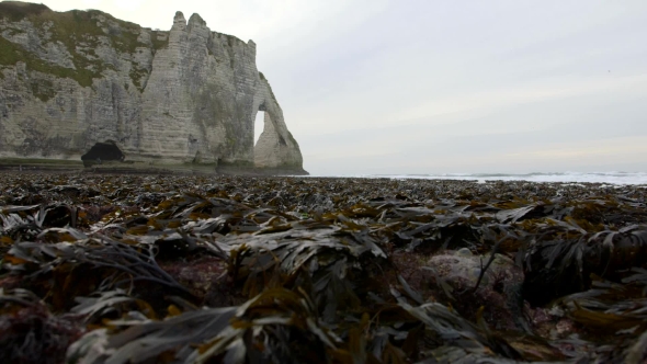 Naked Seaweed at Low Tide on the Background of Rocks. Etretat. France