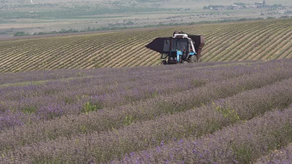 Lavender Harvesting Techniques alt