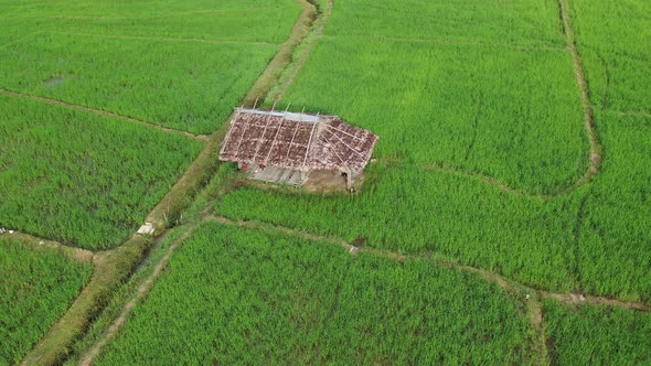 Aerial drone view of agriculture in rice on a beautiful field filled with water alt