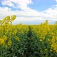 Yellow Rapeseed Flowers Against Cloudy Sky - VideoHive Item for Sale