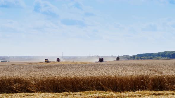 Harvesting Ripe Wheat alt