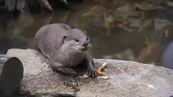 980116 Smooth-coated otter , lutrogale perspicillata, adult standing on Rock, eating a root, slow mo alt