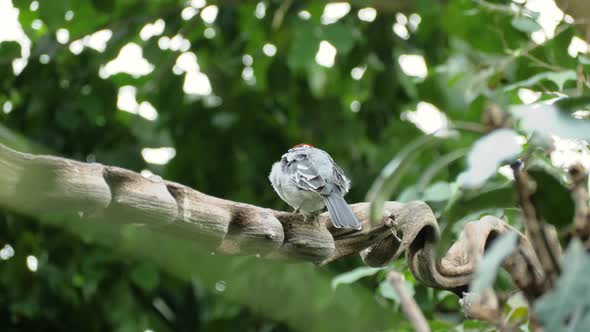 Close up shot of red-cowled cardinal (Paroaria dominicana) on branch looking away alt