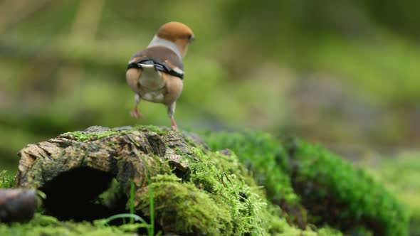 A stationary slowmo footage of a strolling hawfinch bird on the ground while looking around. Its att alt