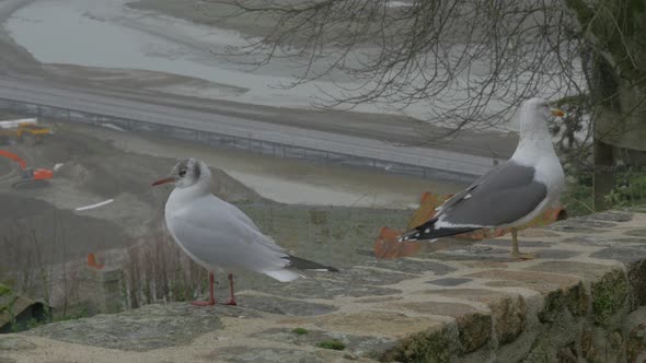 Pair of gulls on Mont St Michel   tourist attraction in northern France region of Normandy  4K 2160p alt
