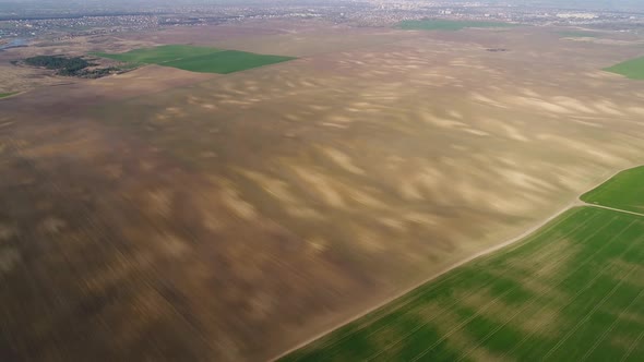 The Spring Field is Sown with Agricultural Crops Which are Beginning to Grow