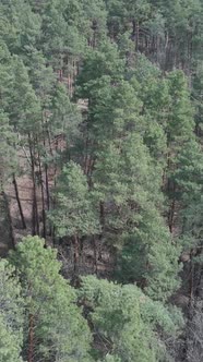Vertical Video of Pine Forest Aerial View Slow Motion alt