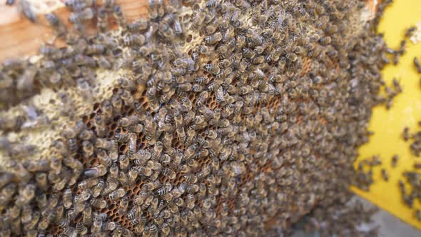 A Colony of Bees Swarms in the Hive