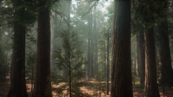 Sunrise in the Sequoias, General Grant Grove, Sequoia National Park alt