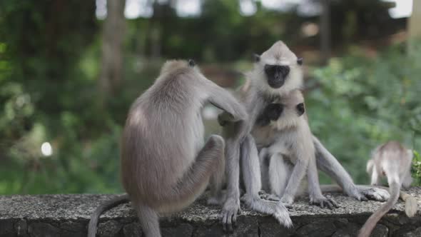 Group of four langur monkeys sit together calmly and preen one another alt