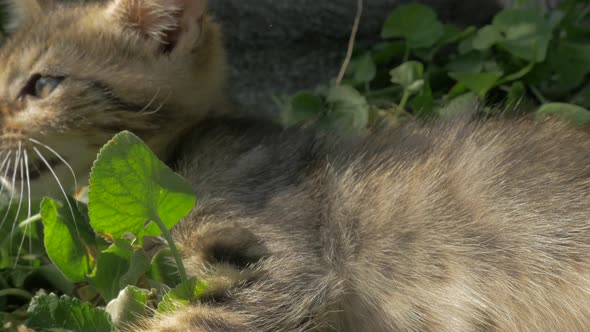 Very young gray kitten playing with grass and othe cats 4K 2160p 30fps UltraHD video - Little feline