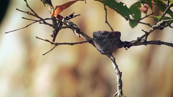 White-browed fantail flycatcher in Sri Lanka alt