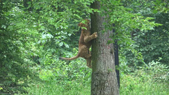 A cute young lion cub climbing on a tree 